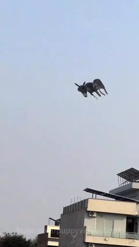 donkey kite by puppyvidoes3001