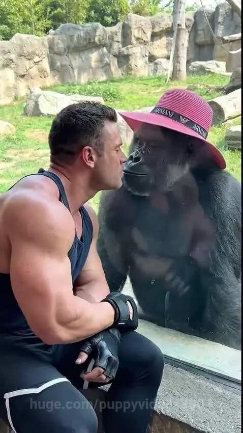 Man interacts with a gorilla wearing a pink hat; another gorilla approaches and snatches the hat.
