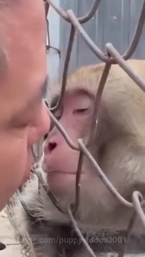 Close-up of a monkey with light brown fur and pink face looking curiously at a person through a wire mesh fence.