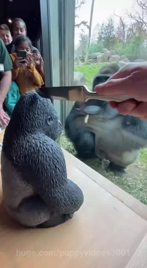 Gorilla slams hand on glass enclosure after seeing a fake cake being cut.