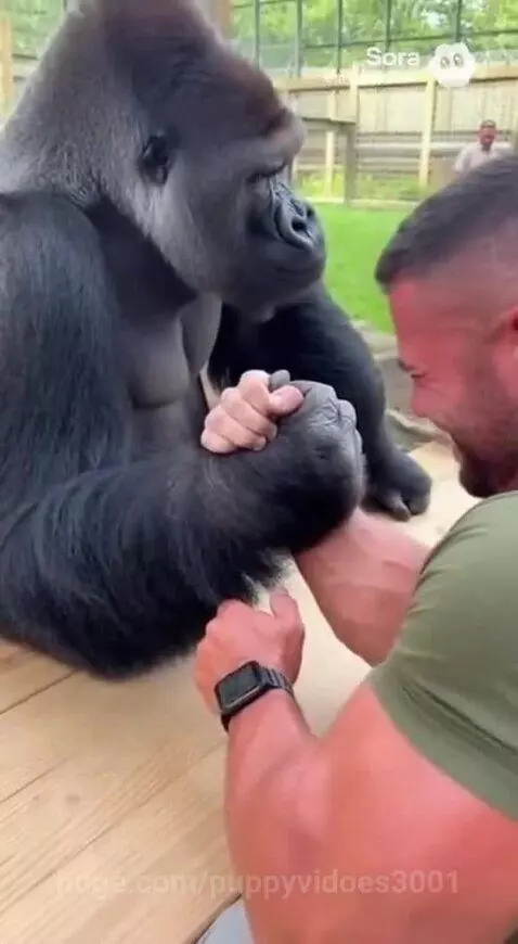 Man and large gorilla arm wrestling intensely on a wooden platform with a green shirt and smartwatch.