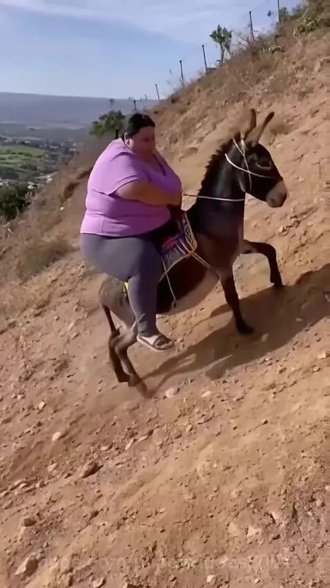 donkey in heavy load by puppyvidoes3001