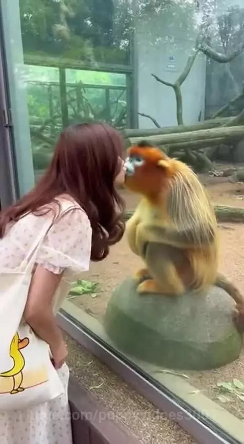Woman interacting with golden snub-nosed monkeys at a zoo, monkeys rush to the glass enclosure.