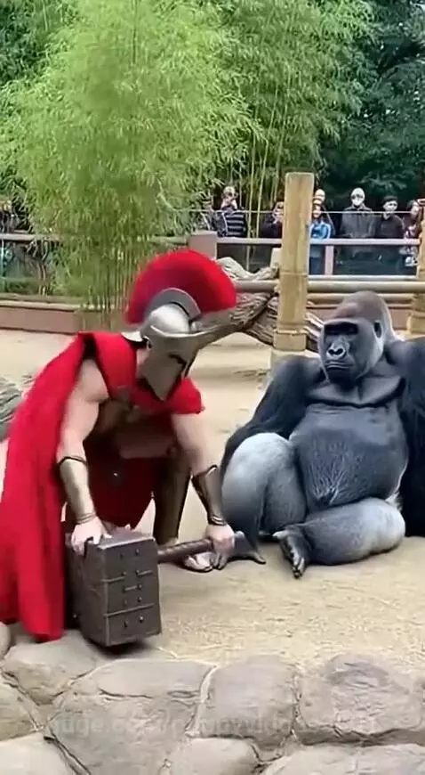 A gorilla calmly watches a man in a Spartan costume struggle to lift a large hammer, then effortlessly lifts it himself.