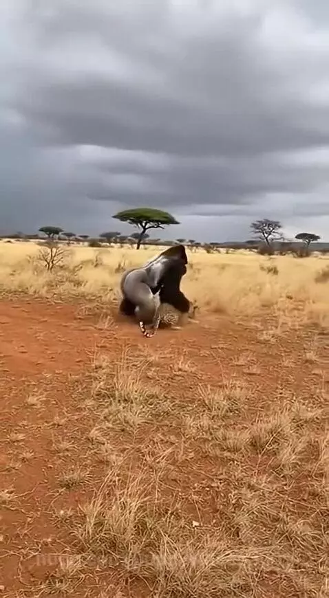 A large gorilla grappling with a lion, lifting it off the ground and throwing it in a grassy savanna.