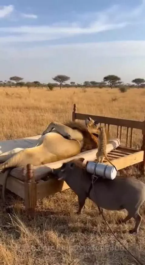 A lion covered in white foam sits up in surprise as a warthog looks on.