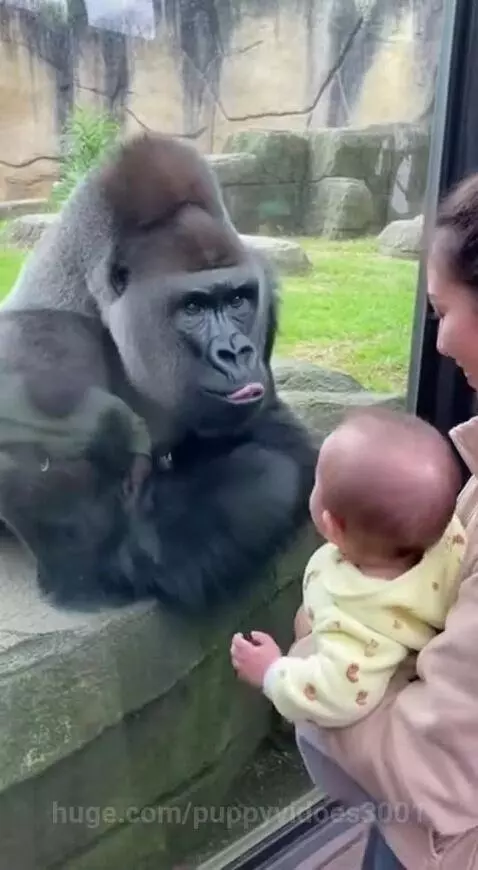 Silverback gorilla at a zoo looking at a baby through glass, sticking out its tongue.
