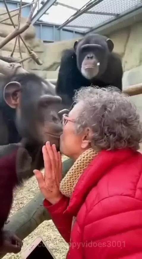 Elderly woman with glasses and scarf laughs at chimpanzees through a glass barrier at a zoo.