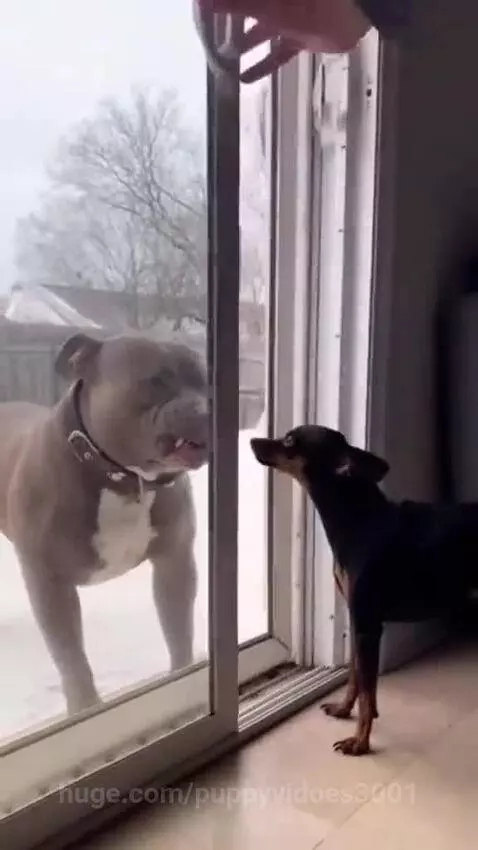 A large grey and white dog barks aggressively at a small black and tan dog through a glass sliding door in a snowy backyard.
