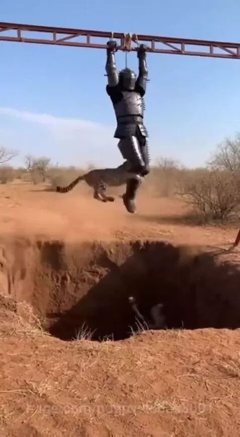 Knight in full armor hanging over a pit, with a cheetah jumping up to paw at their legs.