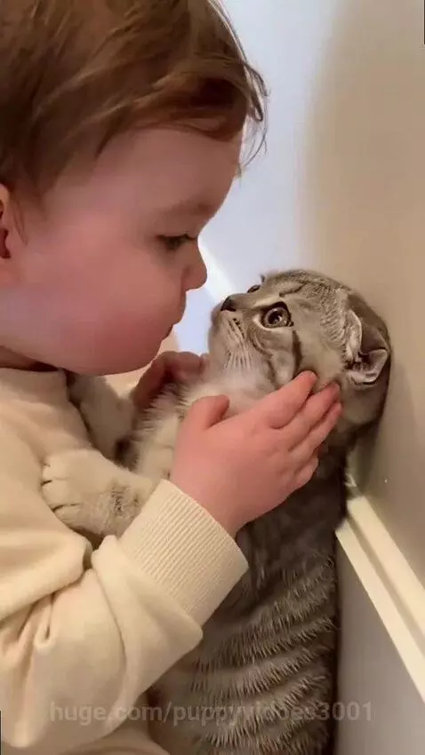 A young child with light brown hair holds a small grey tabby Scottish Fold kitten, looking at it closely.