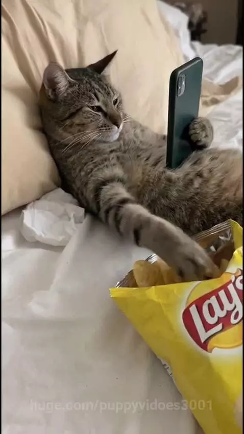 Tabby cat lying on a bed, holding a smartphone and eating potato chips from an open bag.