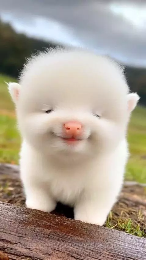 Close-up of a very fluffy white baby lamb with a pink nose and pointed ears, smiling gently at the camera while sitting on a wooden log.