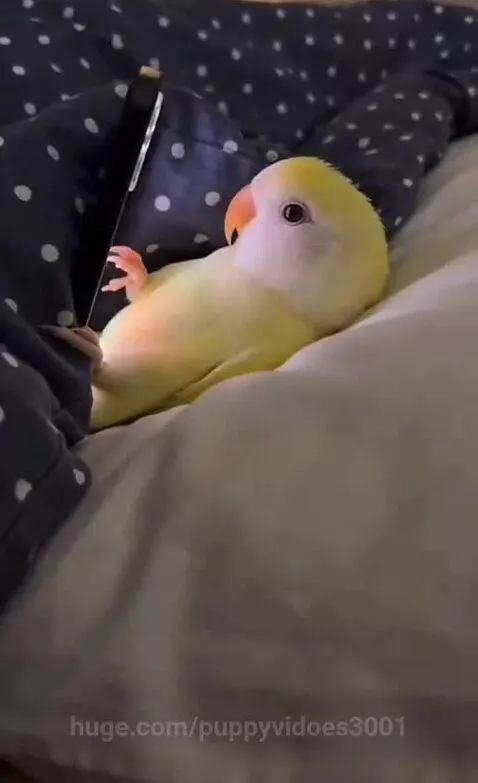A light yellow parrot with an orange beak lies on a white pillow, covered by a blanket, appearing to sleep.