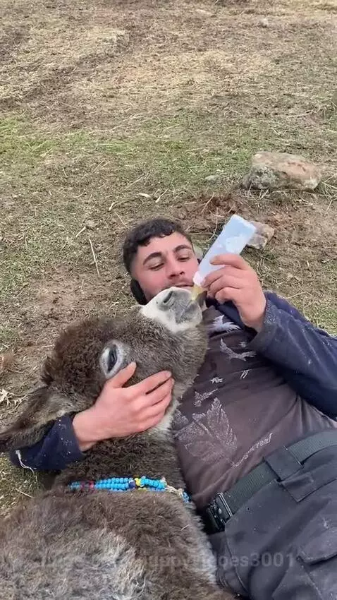 donkey and man love by puppyvidoes3001