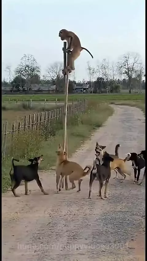 Monkey walking on tall stilts on a dirt road, surrounded and barked at by several dogs.