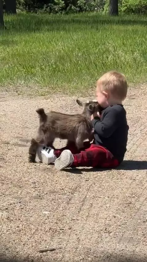 A baby wearing a black shirt and plaid pants sits on a dirt path while a small goat playfully nudges and climbs on them.