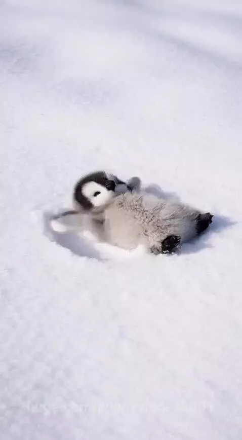 A fluffy baby penguin chick lying on its back in the snow, wiggling its flippers.