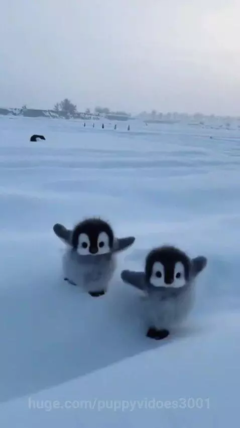 Fluffy baby penguins waddling and playing in a snowy, icy environment.
