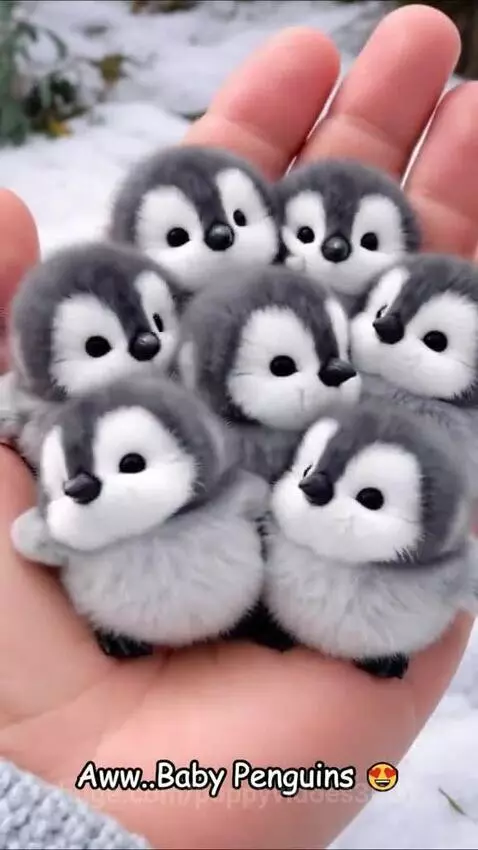 Close-up of a hand holding seven fluffy baby penguins against a snowy background.