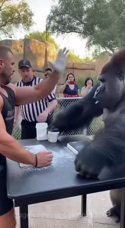 Muscular bodybuilder falls face first after gorilla slams hand down during arm wrestling match.