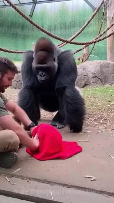 A gorilla with its mouth open in surprise and excitement watches a magic trick performed by a man with a red cloth.