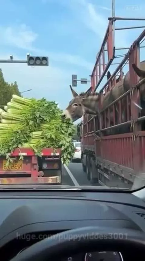 Donkey with head through truck bars eating green vegetables from an adjacent truck.