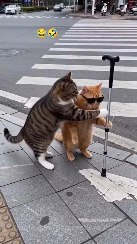 Two cats, one tabby and white with a walking stick, the other orange with sunglasses, are on a city sidewalk.