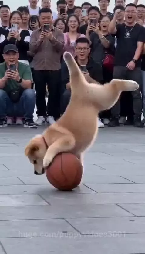A fluffy light brown puppy wearing a red collar balances a basketball on its head while a crowd watches and cheers.