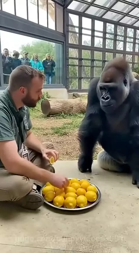 Zookeeper offers a lemon to a gorilla, who recoils in surprise after tasting it.