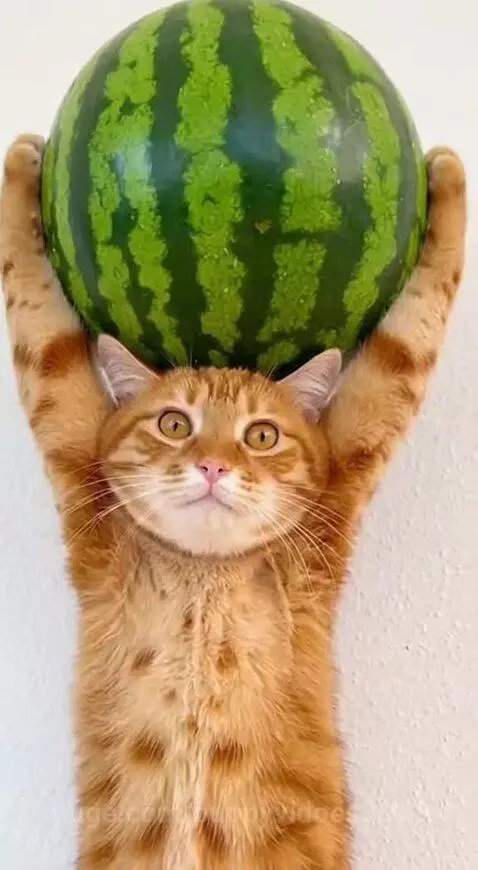 Dog in tuxedo and cape aims bow and arrow at cat holding a watermelon, about to split it.
