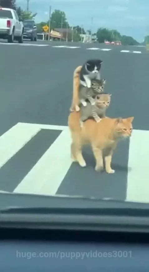 An orange cat walks across a crosswalk with three kittens stacked on its back.