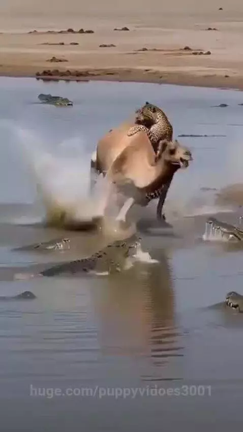 Camel line crocodile fight by puppyvidoes3001