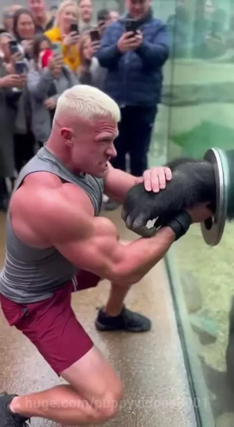 Man and gorilla pulling a metal ring through a glass enclosure at a zoo.