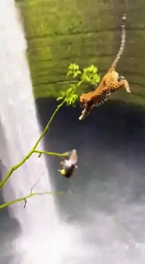 Monkey hanging upside down over a waterfall, escaping a leopard.