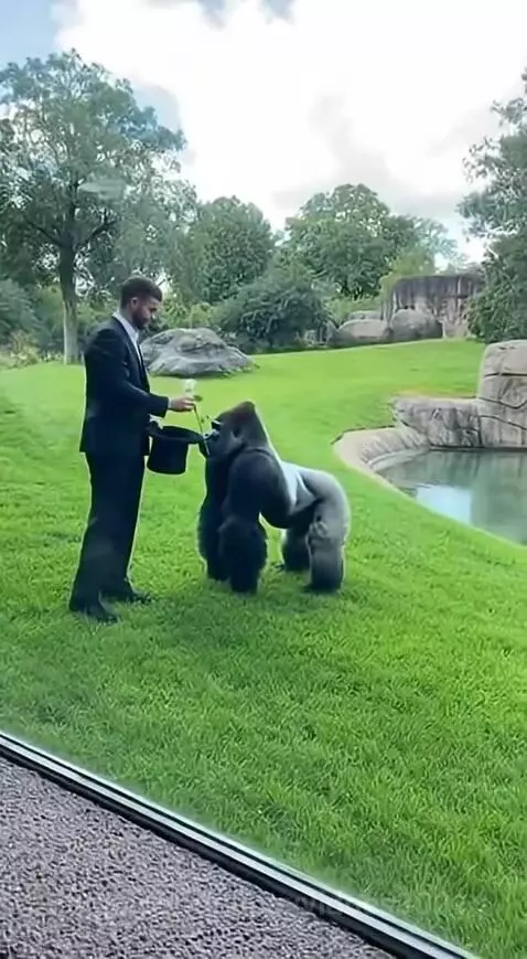 Magician pulls dove from hat, startling a gorilla who then jumps into a pond.