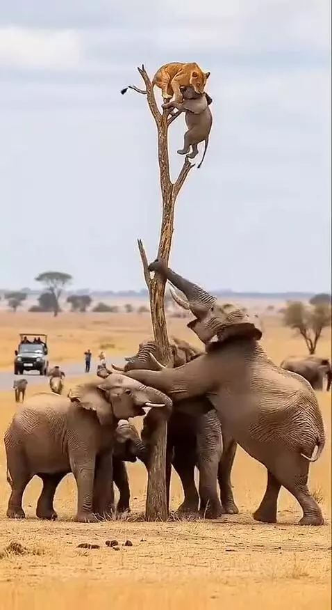 Lioness and baboon fighting in a tree as an elephant pushes it, with a safari vehicle nearby.