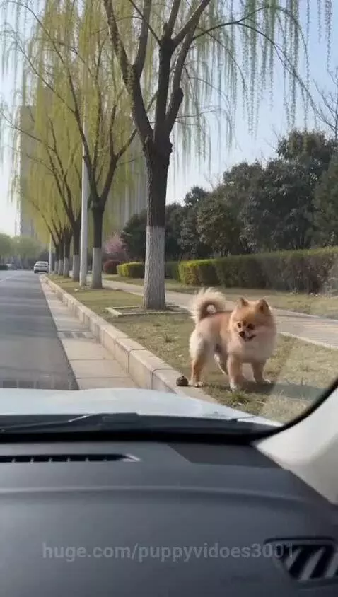 Fluffy light brown dog on grassy verge splattering car windshield from inside a car's view.