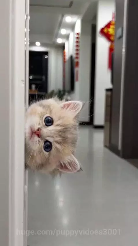 Two fluffy kittens with large blue eyes peeking curiously from behind a white doorframe.
