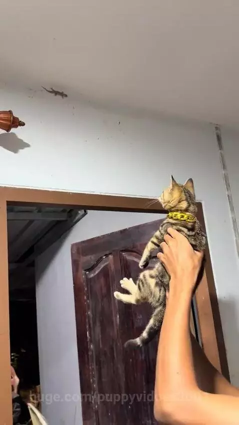 Tabby cat with yellow collar holding a lizard in its mouth after a successful hunt.