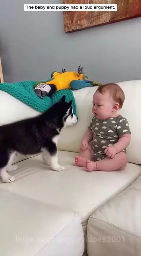 Baby and husky puppy having a loud argument, with a parrot landing on the couch behind them.