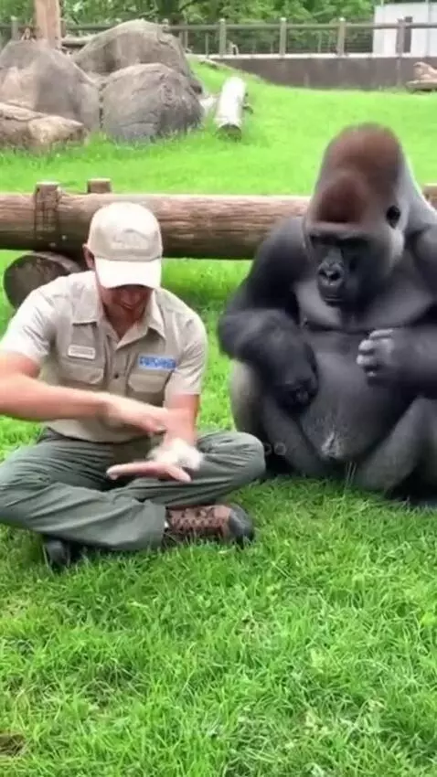 Zookeeper makes a banana disappear, a gorilla reacts with surprise and covers its head.