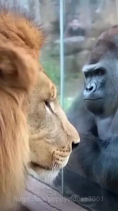 Male lion with full mane looking intently at a gorilla through a clear glass barrier in a zoo enclosure.