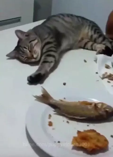 Tabby cat stealing a whole fried fish from a plate on a white table.