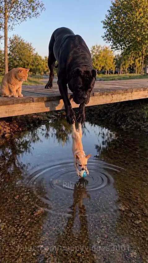 Large black dog holding a small chihuahua by its paws over a stream, with an orange cat watching.