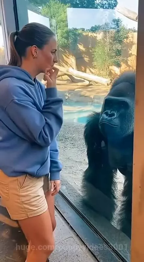 Woman in blue hoodie and khaki shorts performs a magic trick for a curious gorilla at a zoo.