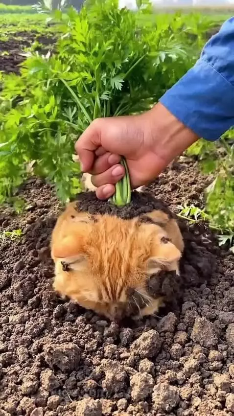 Carrot cat 😺 by fadedmelon