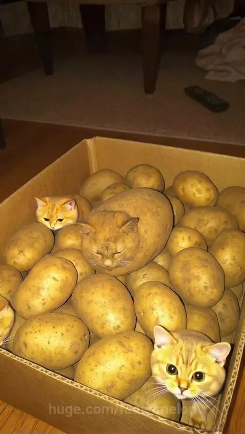 Potatoes cat 🥔 by fadedmelon