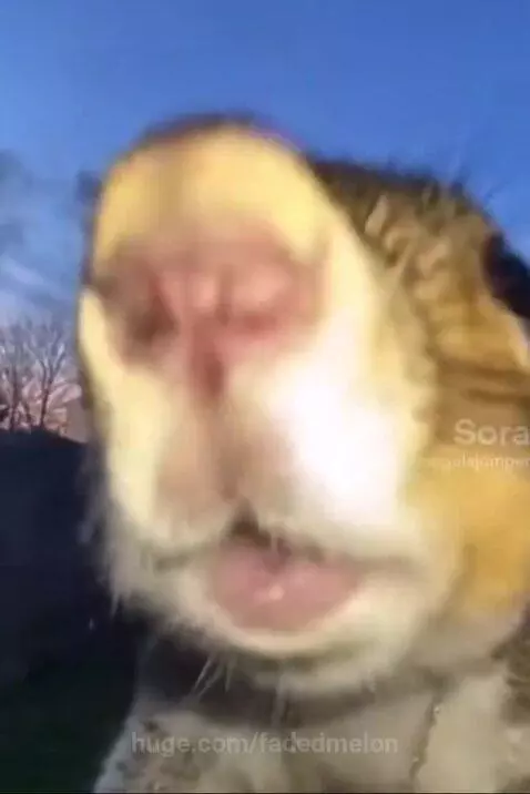 Squirrel wearing gold grillz and a dollar sign chain, holding a cigarette and exhaling smoke.