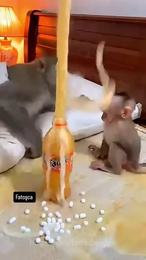 An adult monkey blows a large bubble from a Fanta bottle while a baby monkey watches.